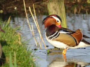 Aria 02 - Mandarijneend Alblasserwaard